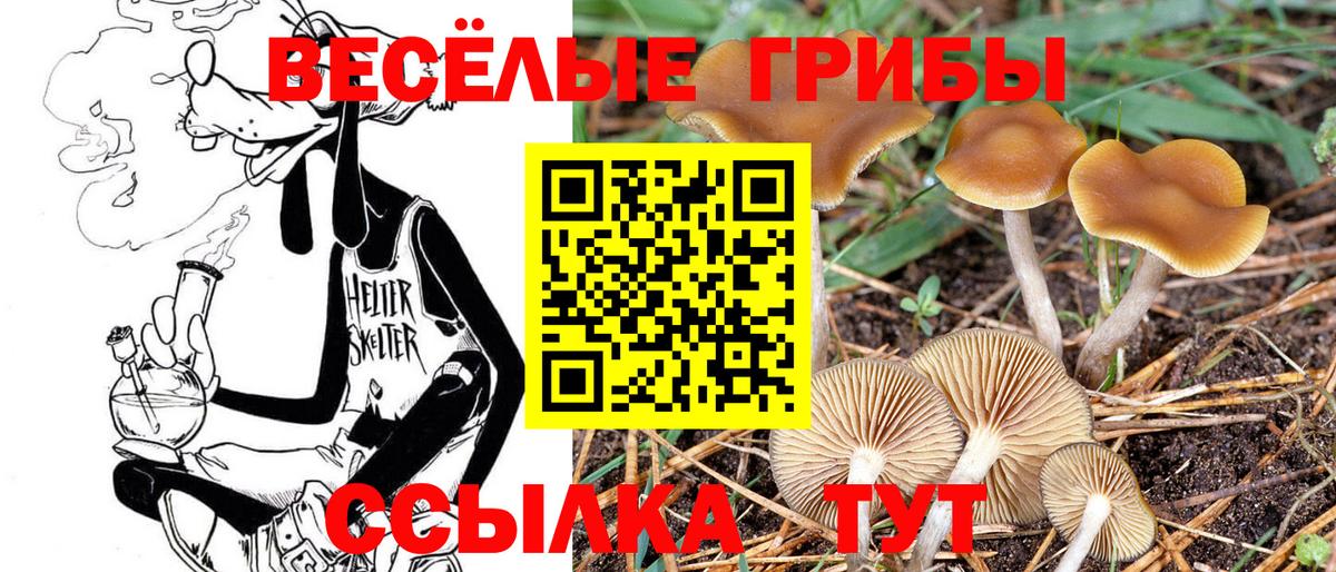 Павловский Посад  Псилоцибиновые грибы Psilocybe  Вход с VPN  Галлюциногенные грибы GOLDEN TEACHER 