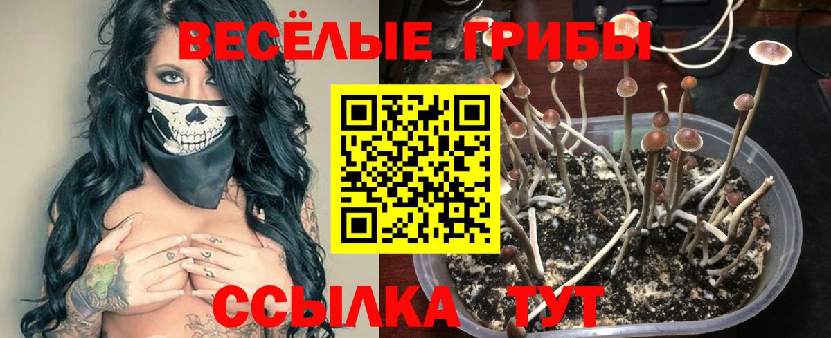 Псилоцибиновые грибы Psilocybine cubensis Павловский Посад